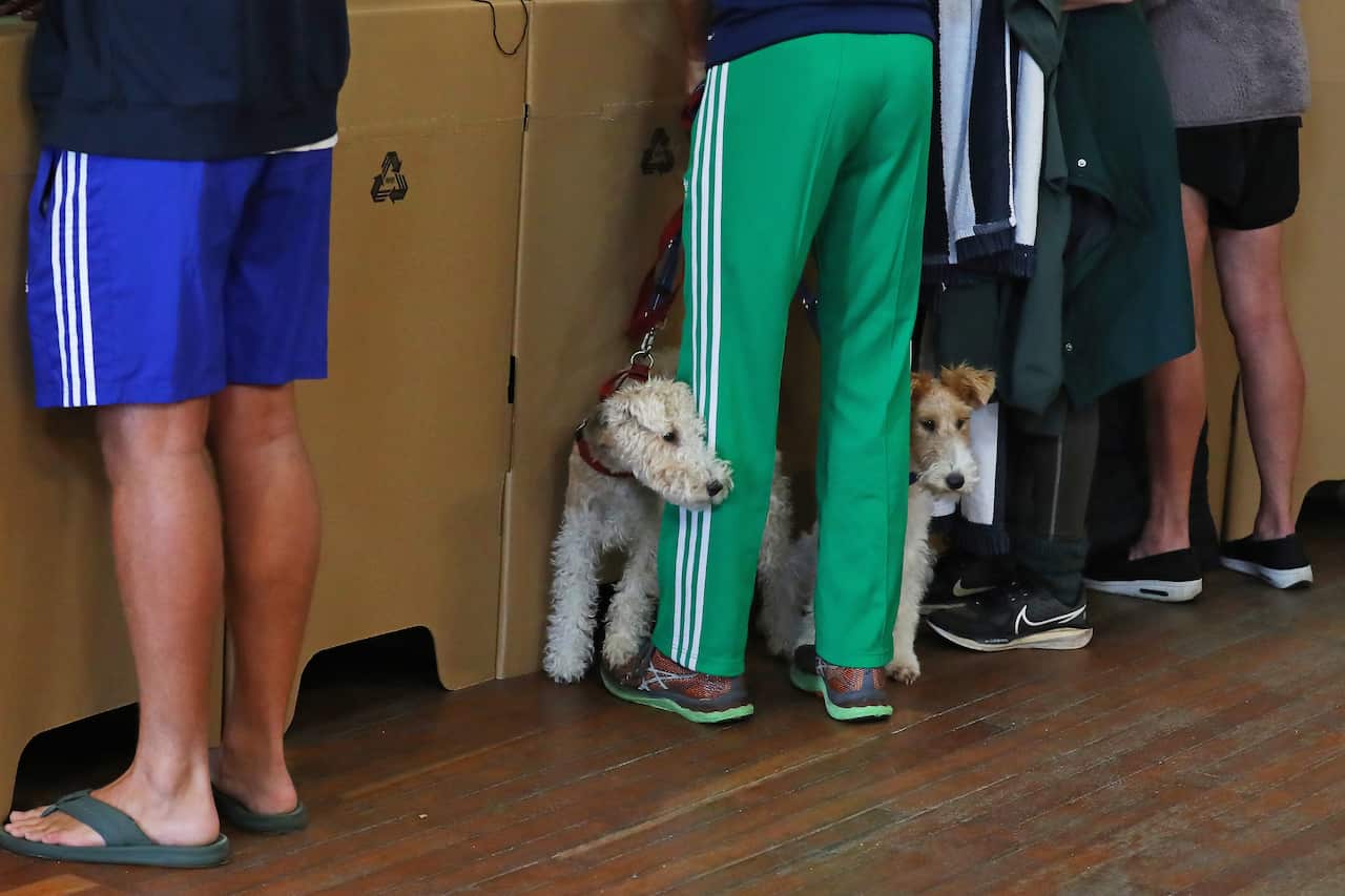 Two dogs standing either side of the legs of someone wearing green tracksuit pants and voting at a ballot box.