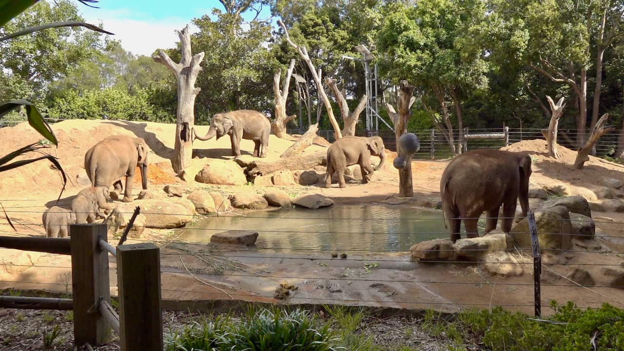 MELB ZOO THAI ELEPHANT 012.jpeg
