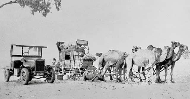 Camel with truck.jpg