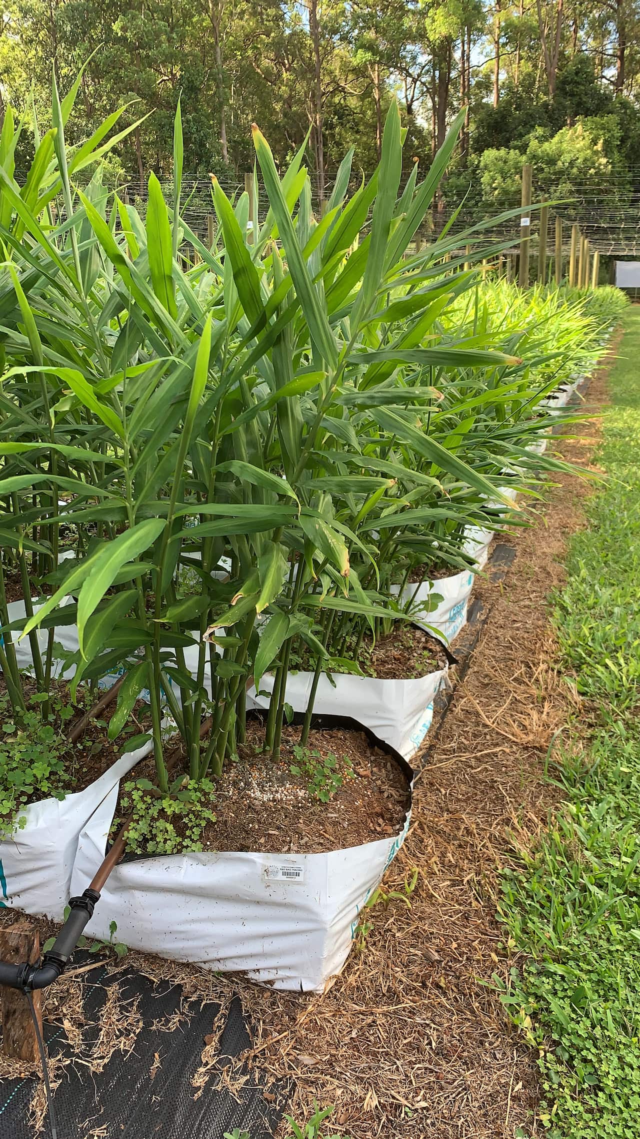 Stretch family farm in Sunshine coast, Queensland