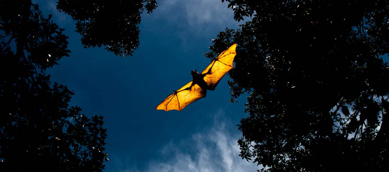Flying Fox Bat