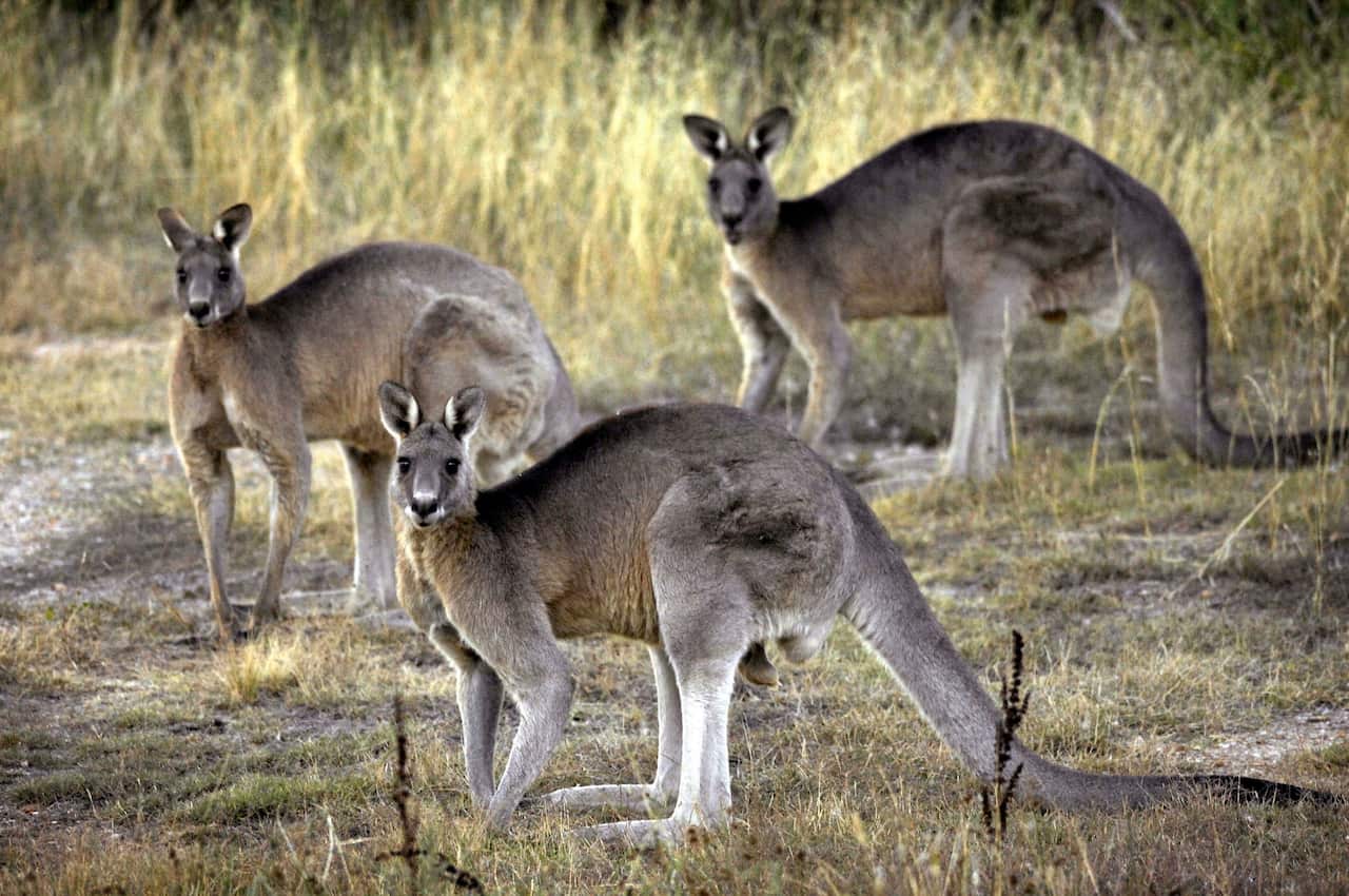 Three kangaroos standing outside