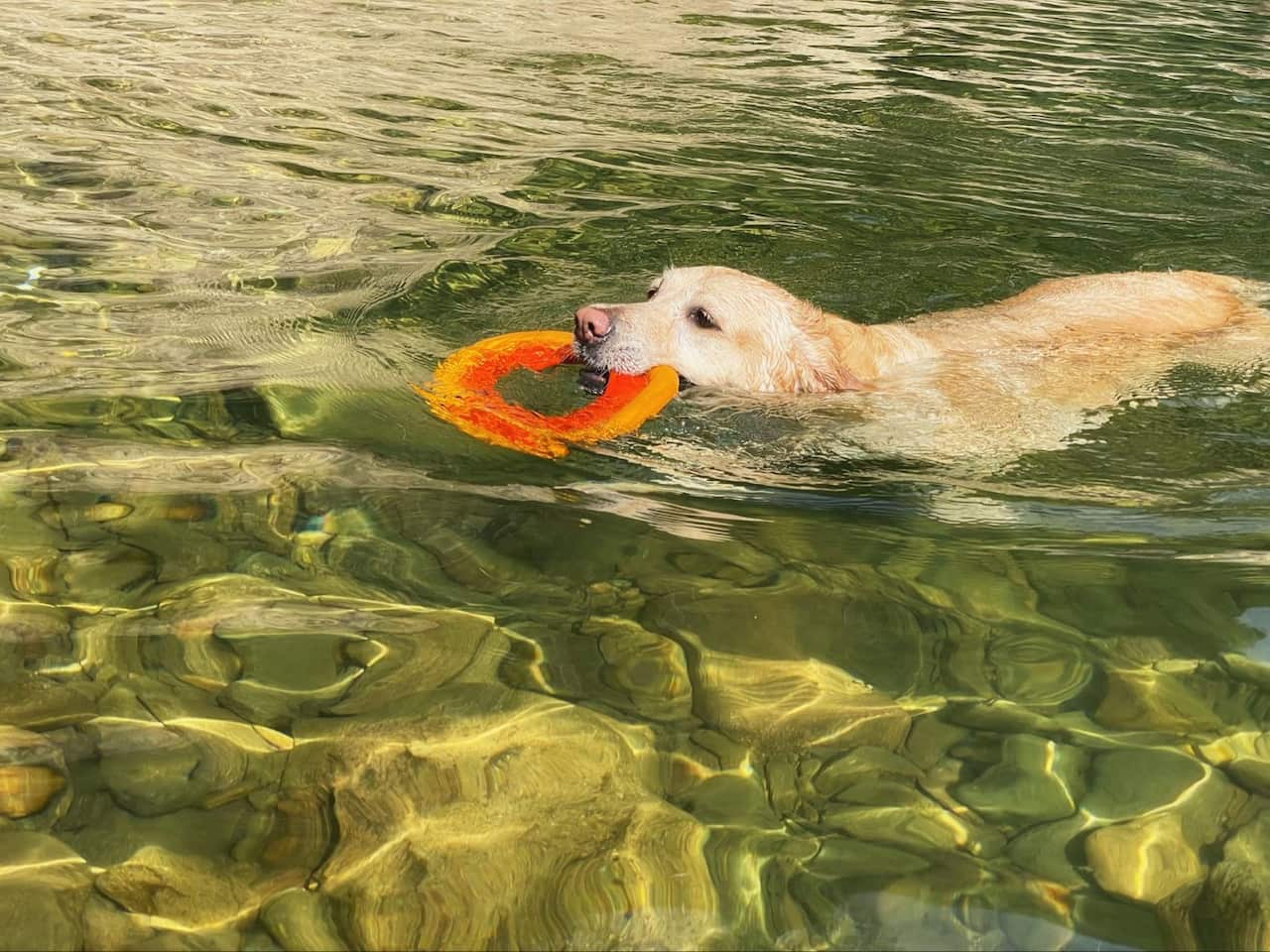 Zoe and her dog (2).png