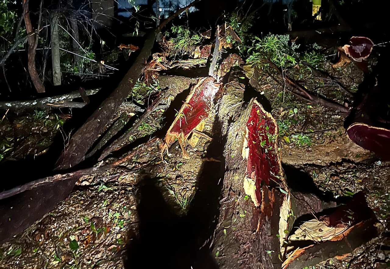 A split tree following a storm