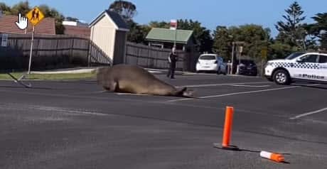 Massive Seal 3.jpg