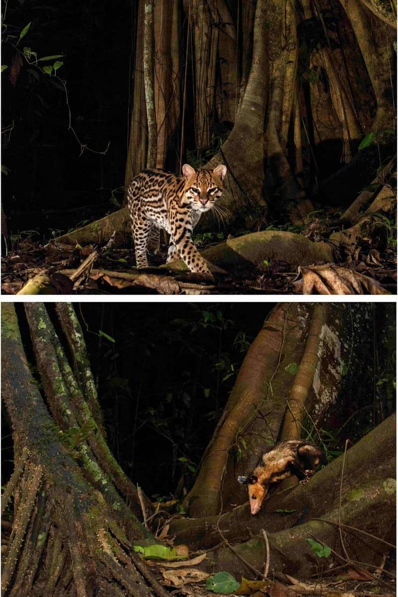 Un ocelot e un opossum fotografati nel mezzo dell'Amazzonia, che mostrano tratti simili all'amicizia umana.