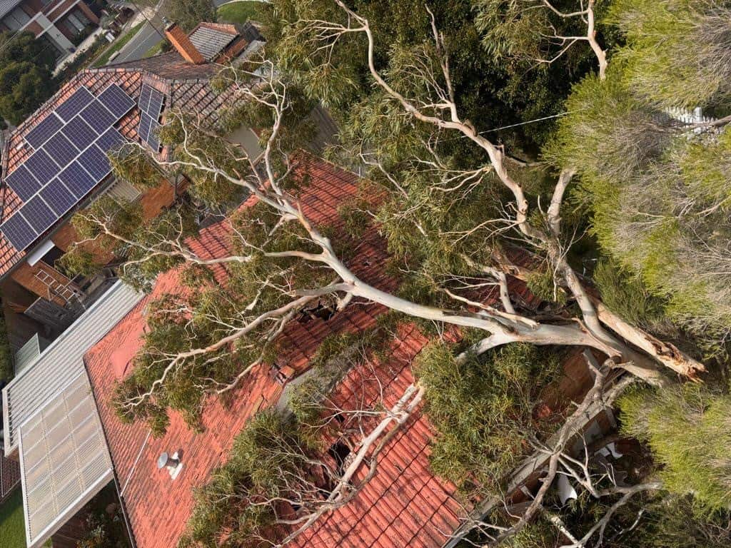 Aerial view of a large tree that has fallen across the roof of a house