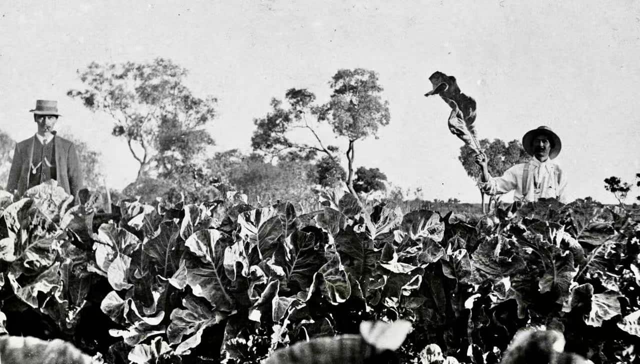 01 1910年Ah Chee的菜园.jpg