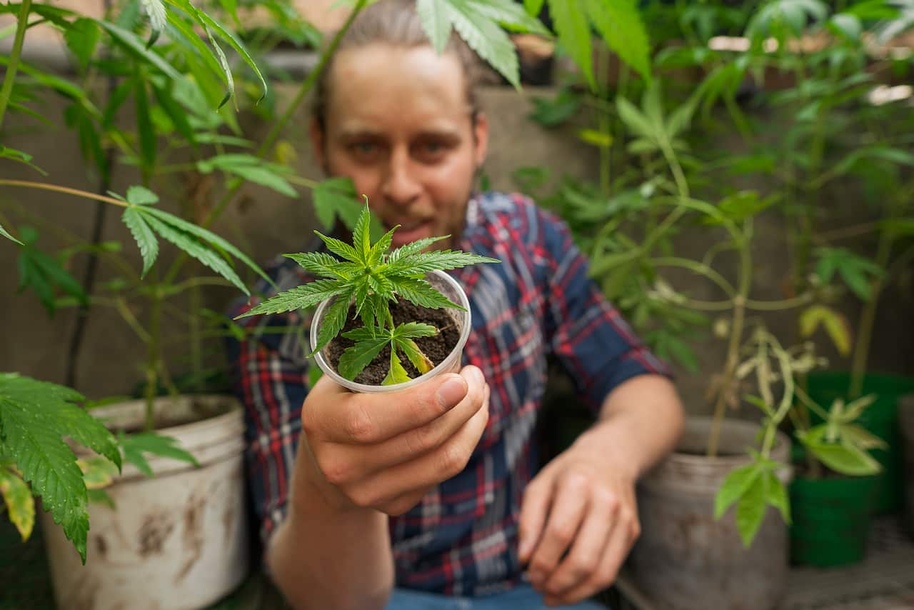 Portrait of a farmer businessman reviewing the state of his marijuana plants and their state and way of growing so that he can soon harvest his product for Marijuana tea.