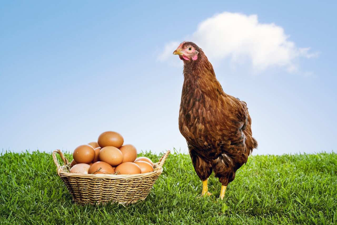 Hen with organic brown eggs piled in a wicker basket