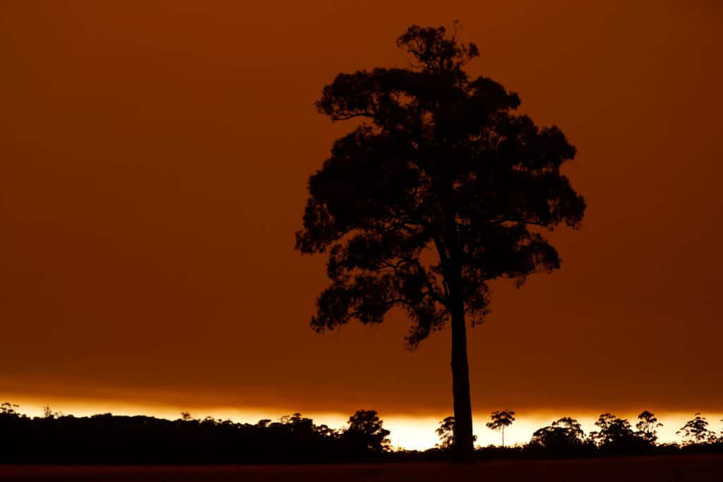 A black tree in front of an orange sky.