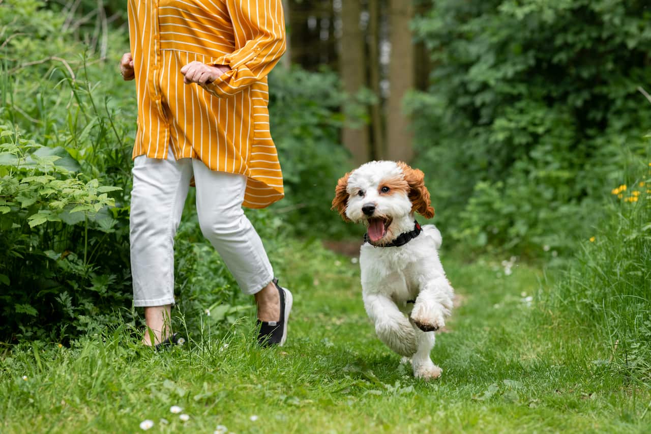 Unrecognisable Woman Walking Her Cavapoo Dog
