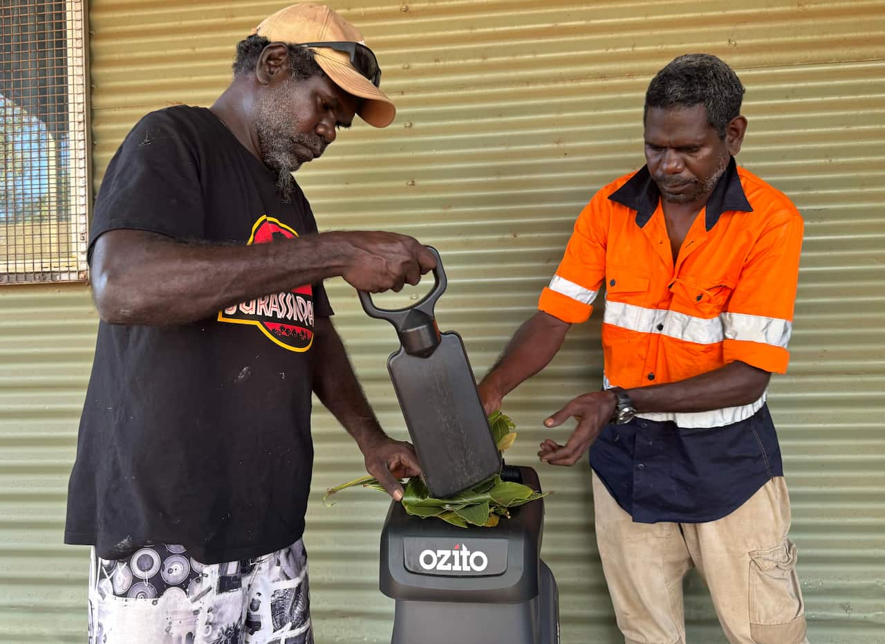 The plant samples are shredded and dried before being sent to Integria Healthcare Laboratories in Queensland 