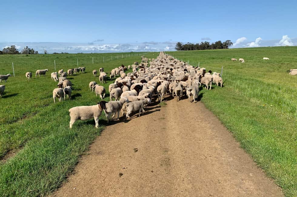 Sheep standing on a dirt road
