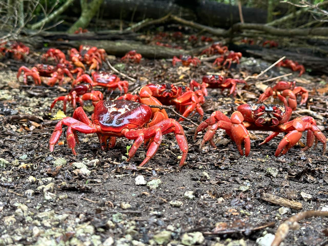 Red crabs scattered all across the ground, as part of their migration journey from the ocean to the forest