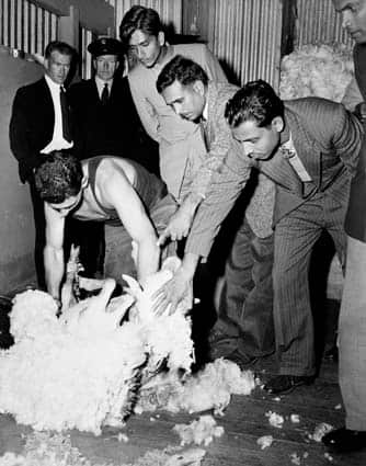 Indian farmers watching a sheep being shorn in Australia