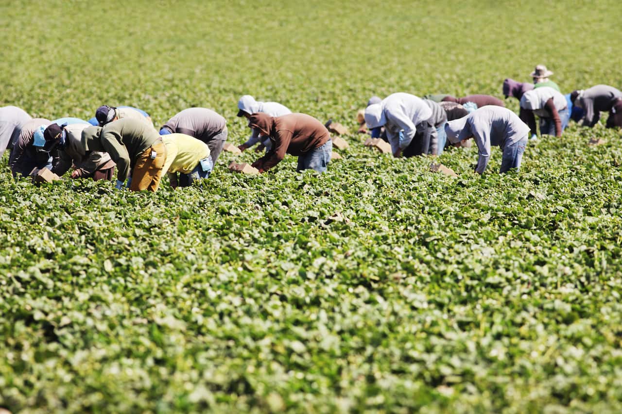 Vegetable Crop Harvest Farm Workers