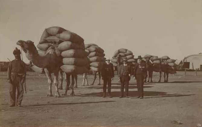 An Afghan cameleer stands in front of a camel train laden with bags of chaff, c. 1911-Courtesy of the State of South Australia.jpg