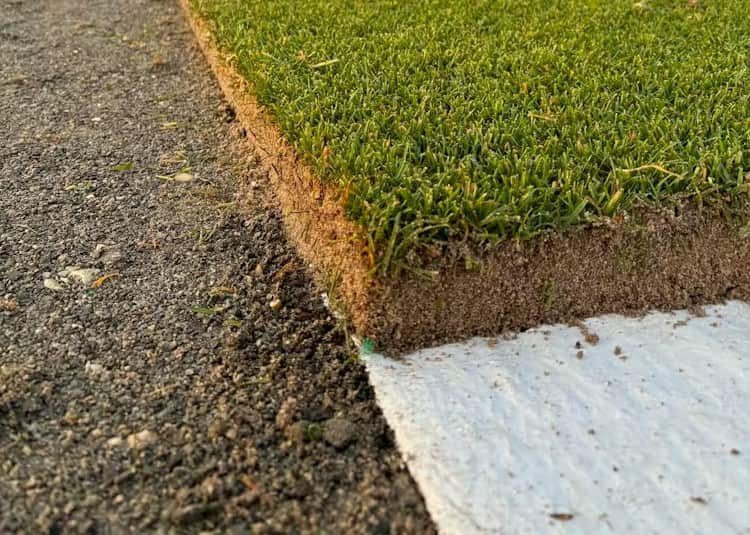 Sod on a plastic sheet