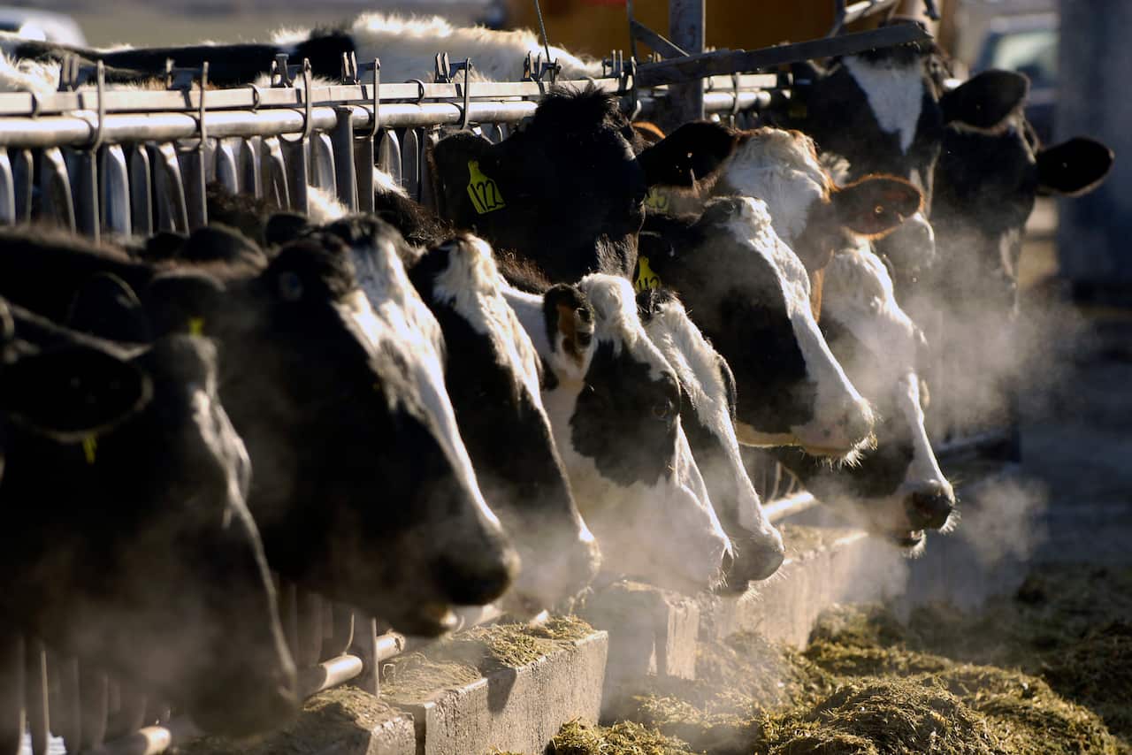A line of dairy cows feed through a fence at a dairy farm