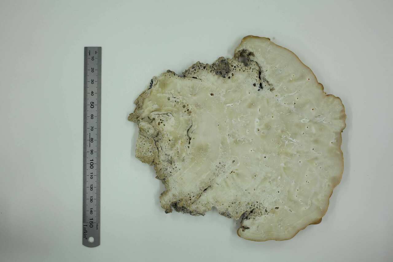 A sea sponge with a ruler next to it