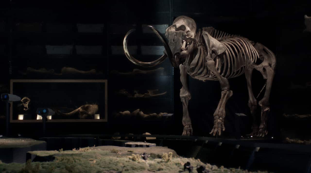 A skeleton of an extinct mammoth.