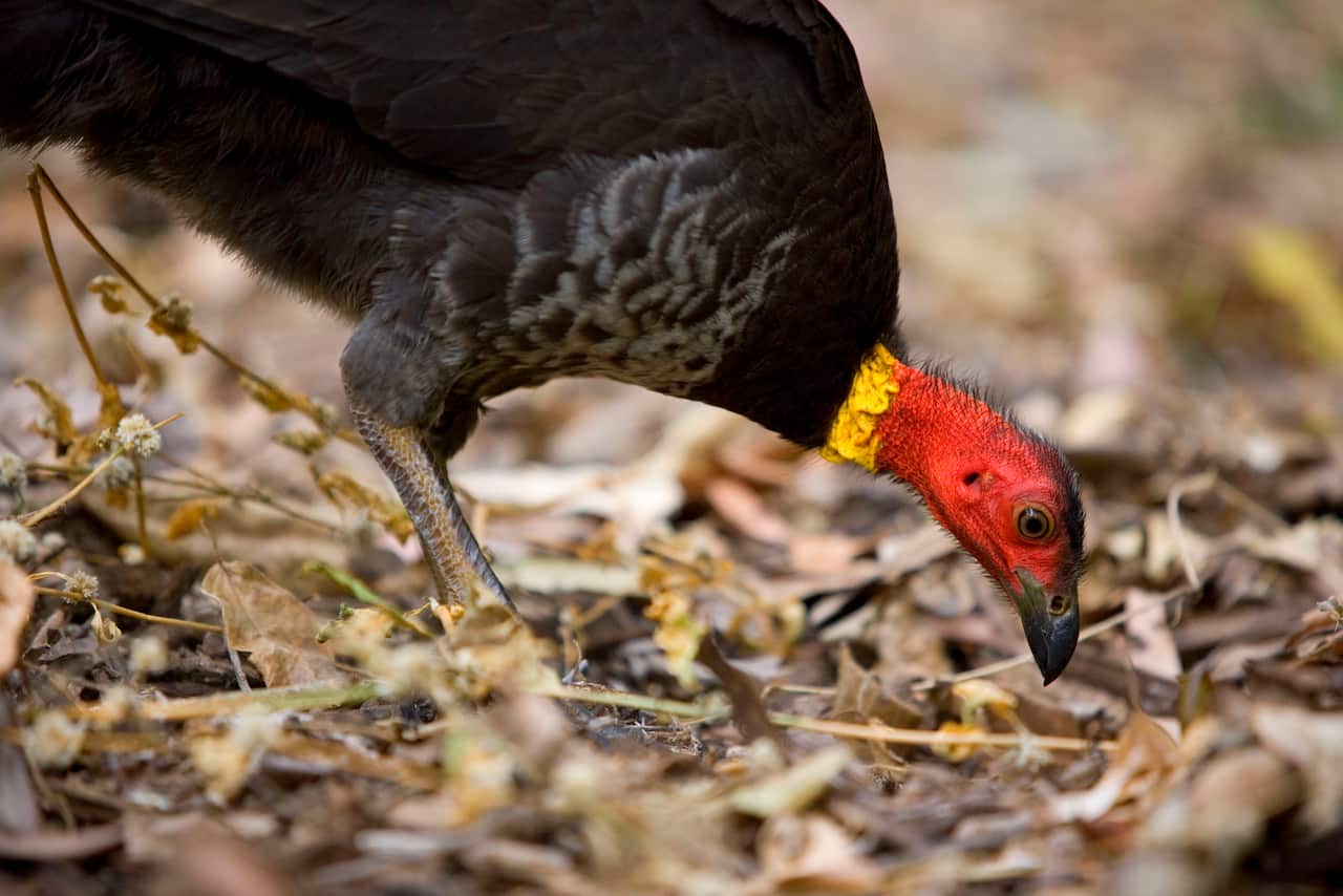 A brush turkey leans down on the dried grass.