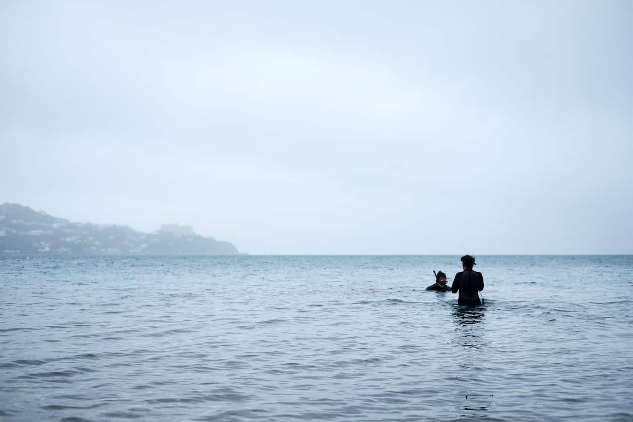 Kina dive at Shelly Bay, Wellington (Shark Bay). Monique Fiso/ Hiakai Book published by Penguin Random House 2019. Photography by Manja Wachsmuth