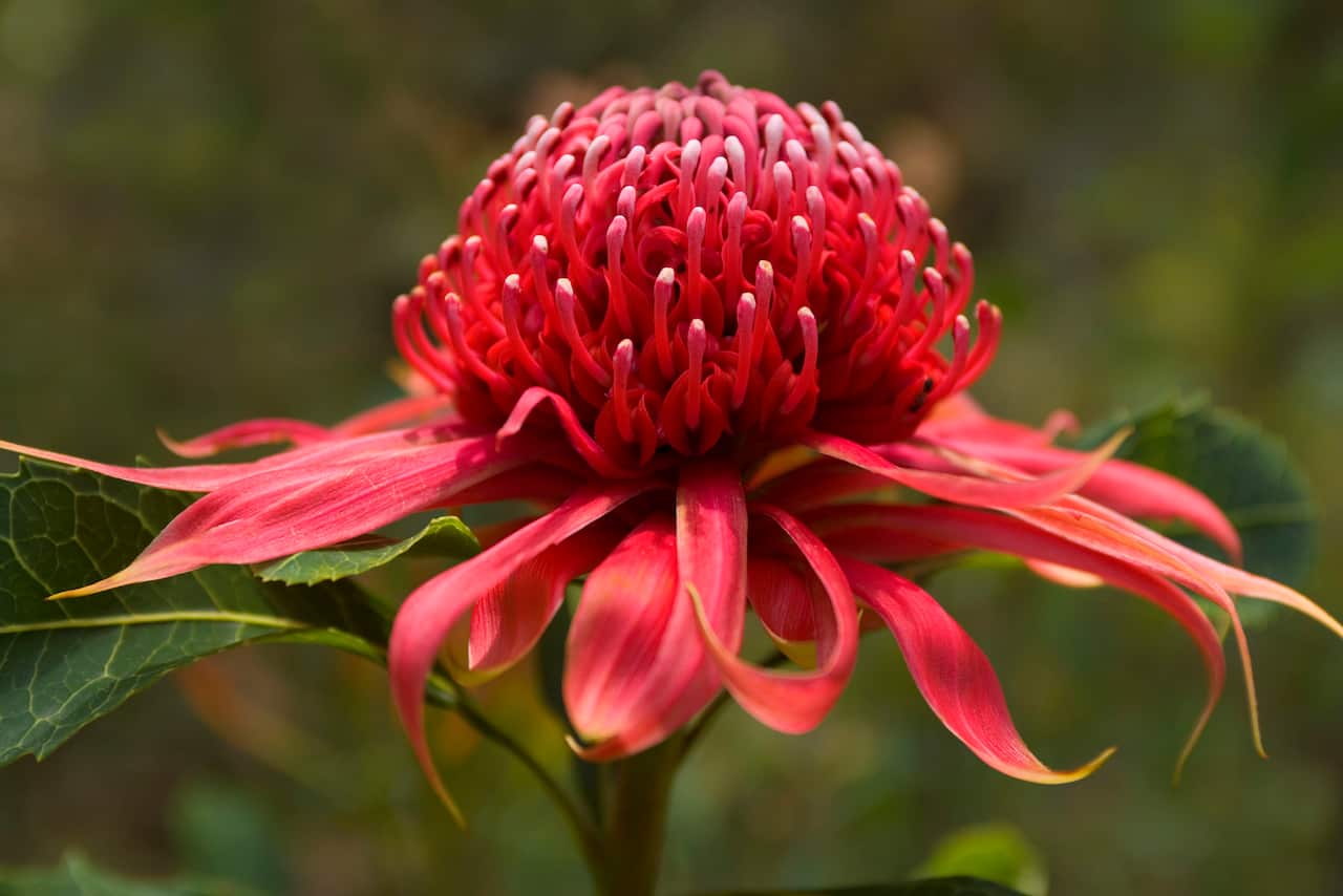 Waratah - single blossom (Telopea speciosissima)
