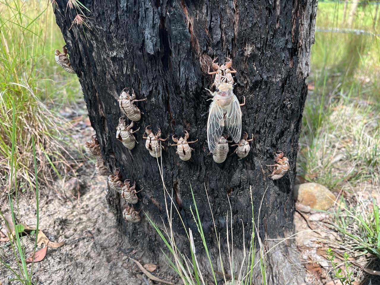 A group of large cicadas on a tree trunk.
