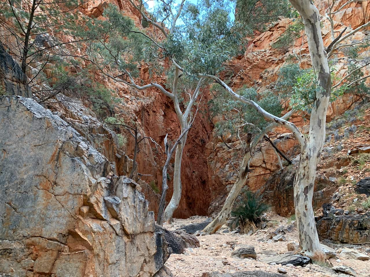 Standley Chasm's gum trees and cycads