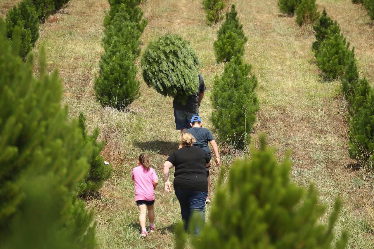 Sydneysiders Prepare For Holidays With Visit To Christmas Tree Farm
