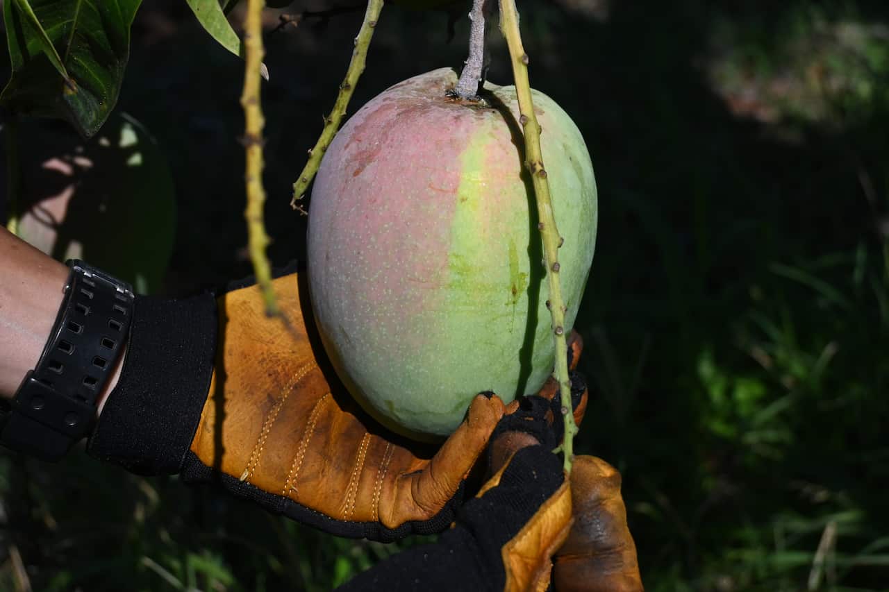 cantonese-mangofarm10