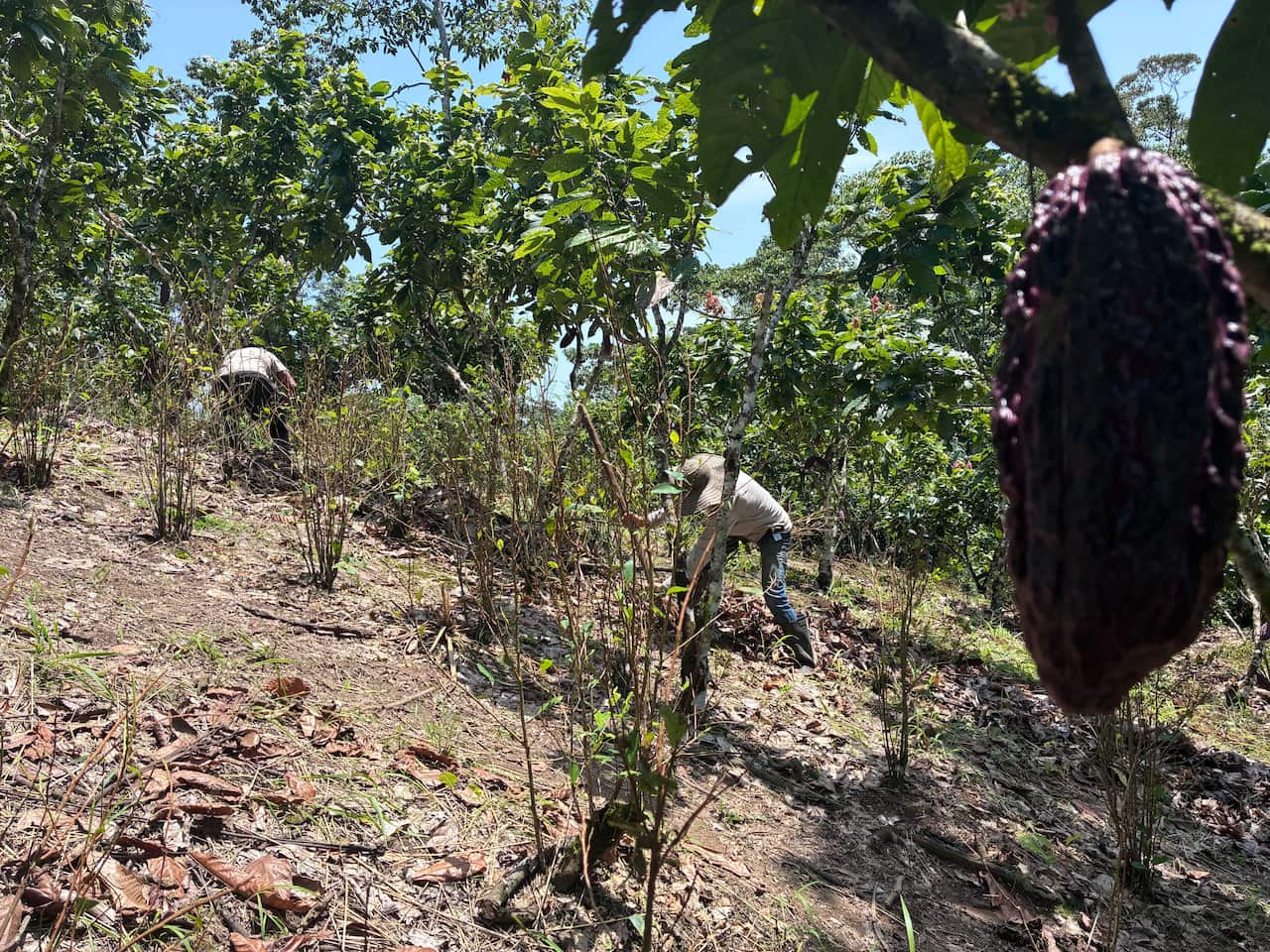 Farmers dig out coca bushes on the farm. In the right of the image is a cacao fruit, a purple oblong fruit.