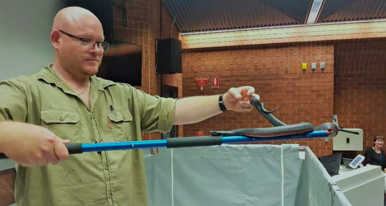 A snake catcher holding a snake