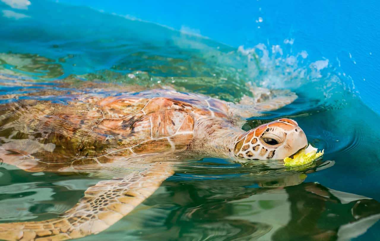 High angle view of sea green turtle swimming in sea,Fitzroy Island,Queensland,Australia