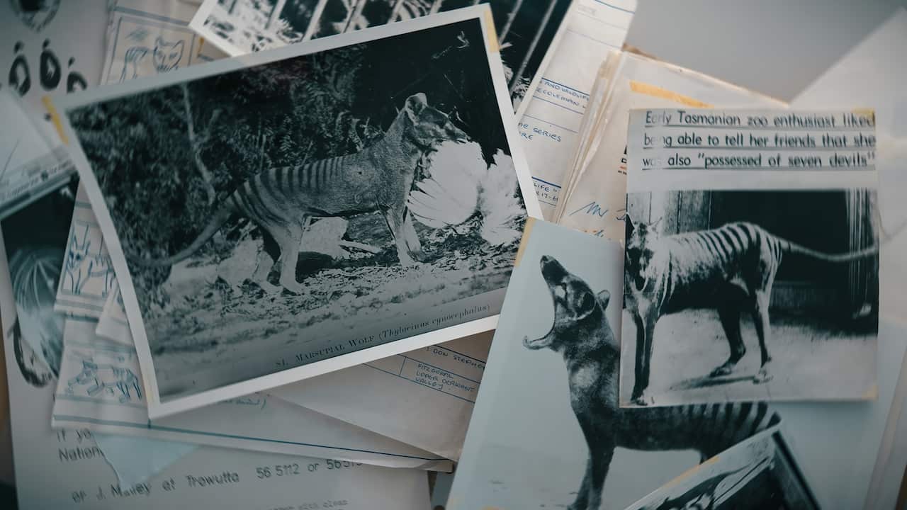 Black and white images of thylacines sit on top of a stack of printed papers.