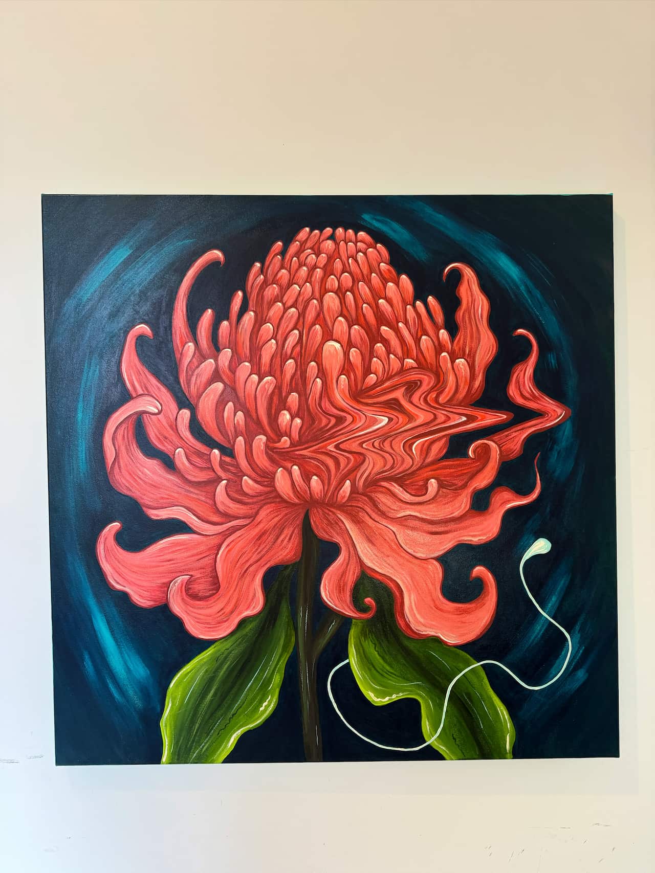 waratah 