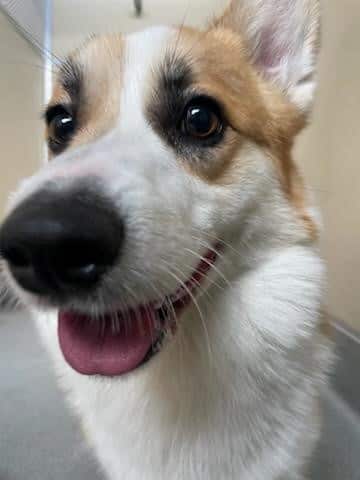 A close-up of a corgi. 