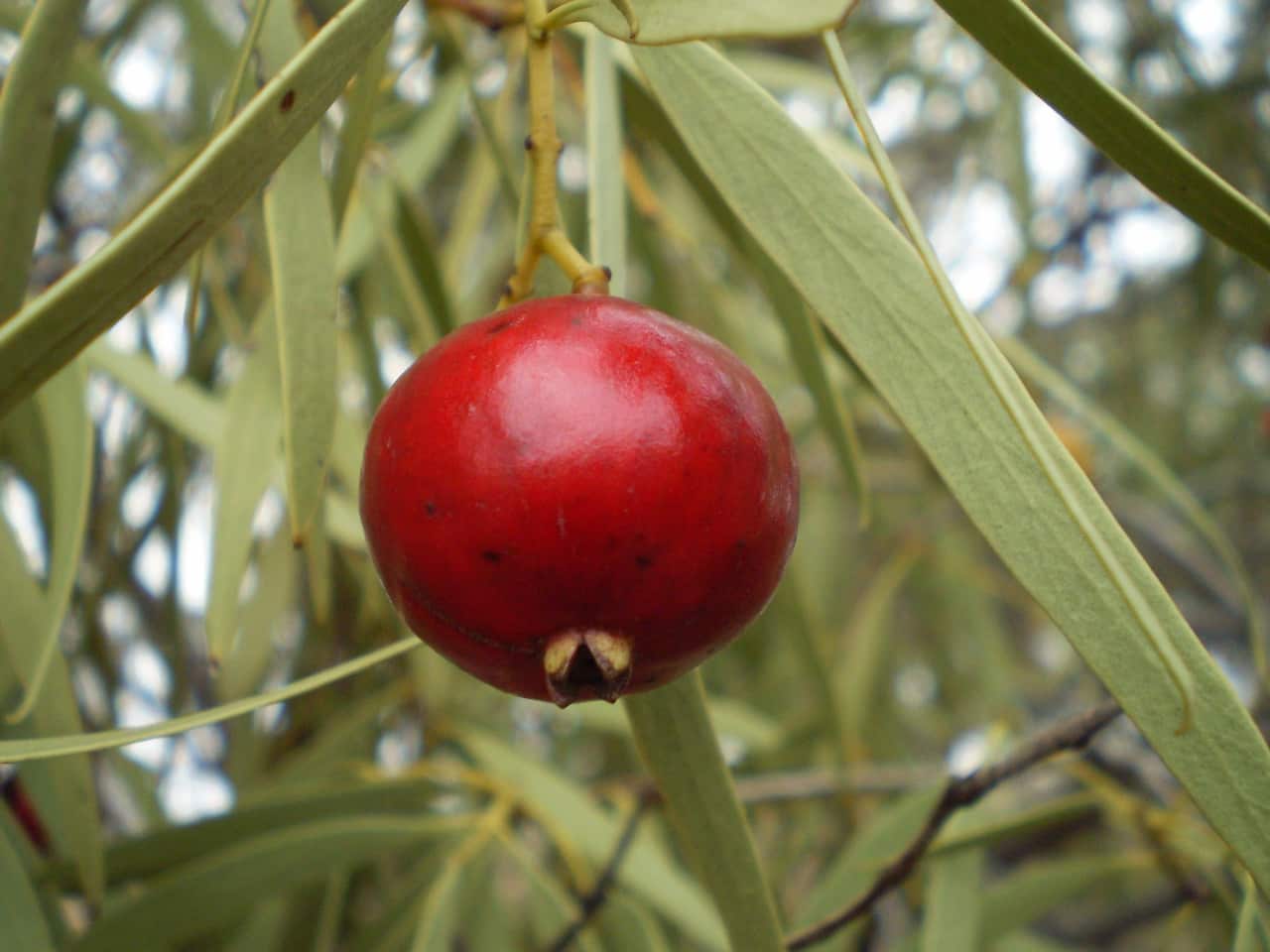 quandong-g5ad293cfa_1920.jpg