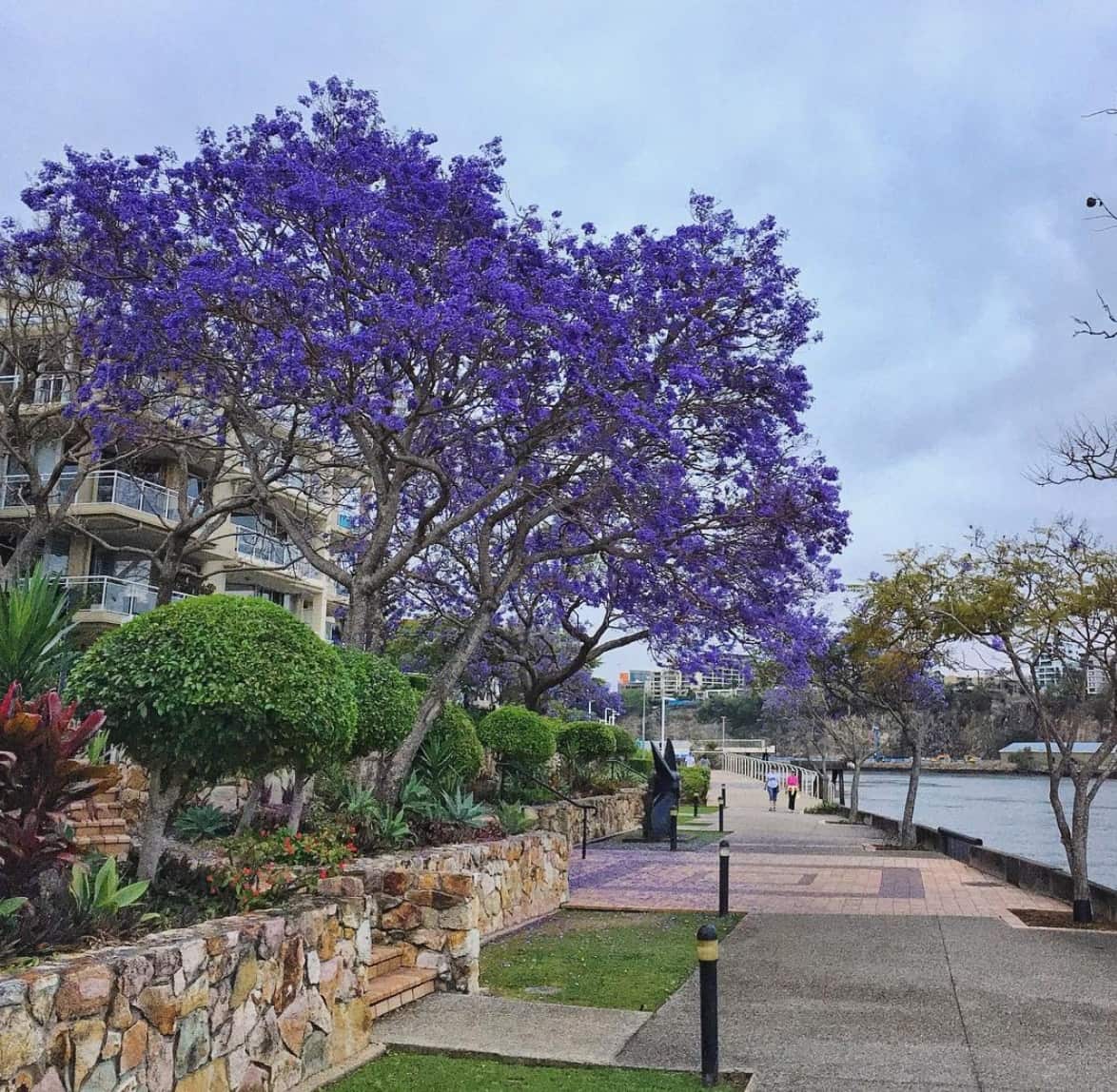Dockside Walk Kangaroo Point.jpg