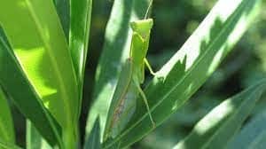 praying mantis.jpg