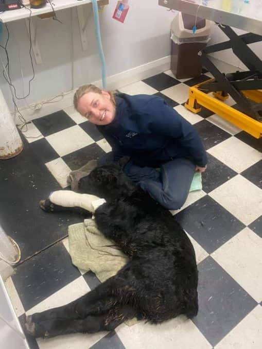 A vet sitting on the floor with a calf that has a bandaged leg.
