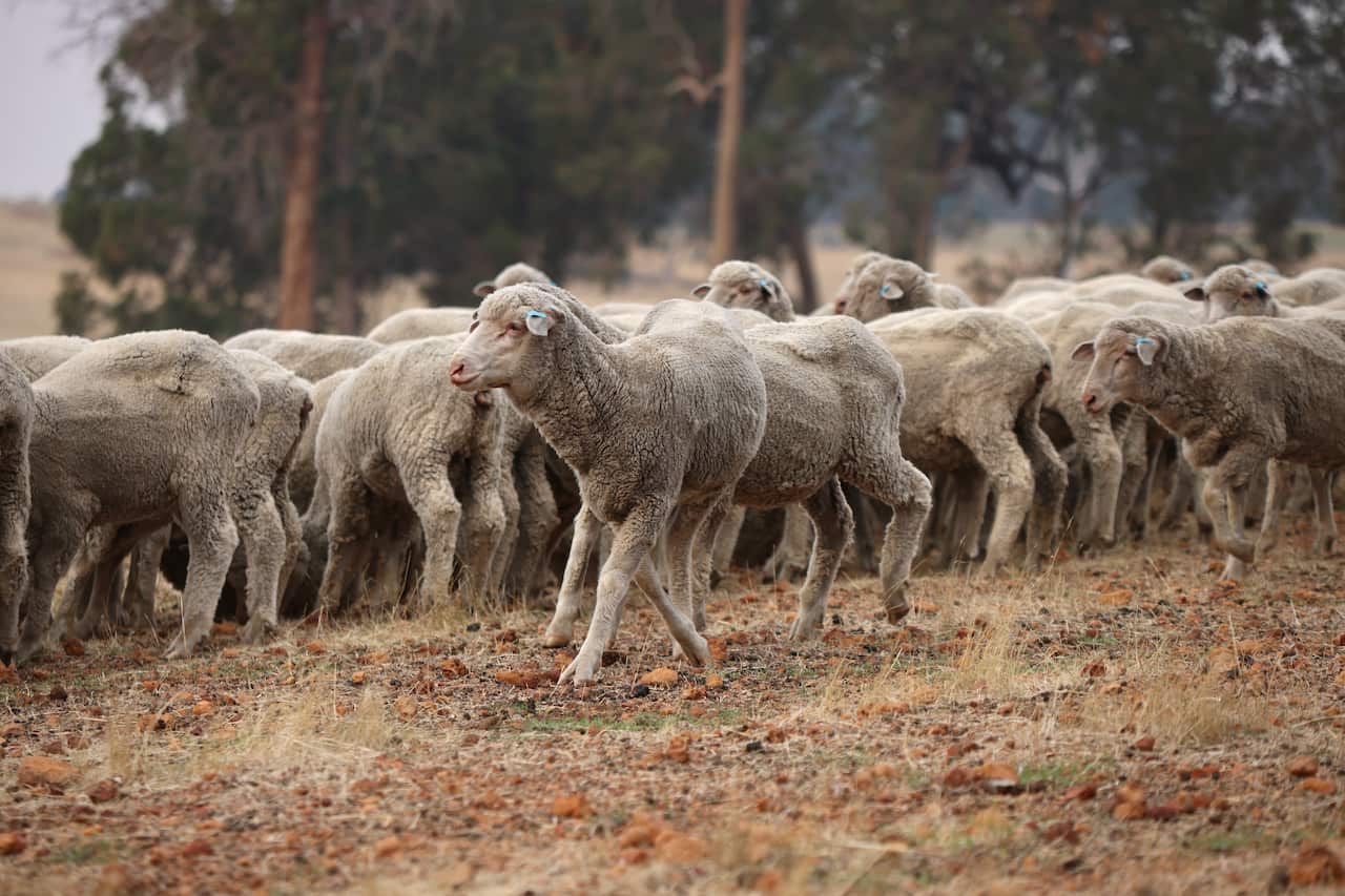 A singe sheep at the front of the photo with a flock of other sheep in the background