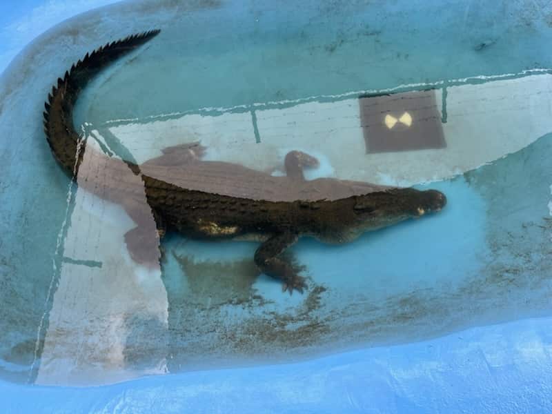 A crocodile in an enclosure