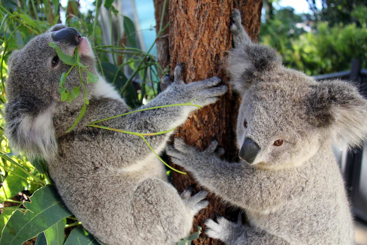 TARONGA ZOO KOALA JOEYS