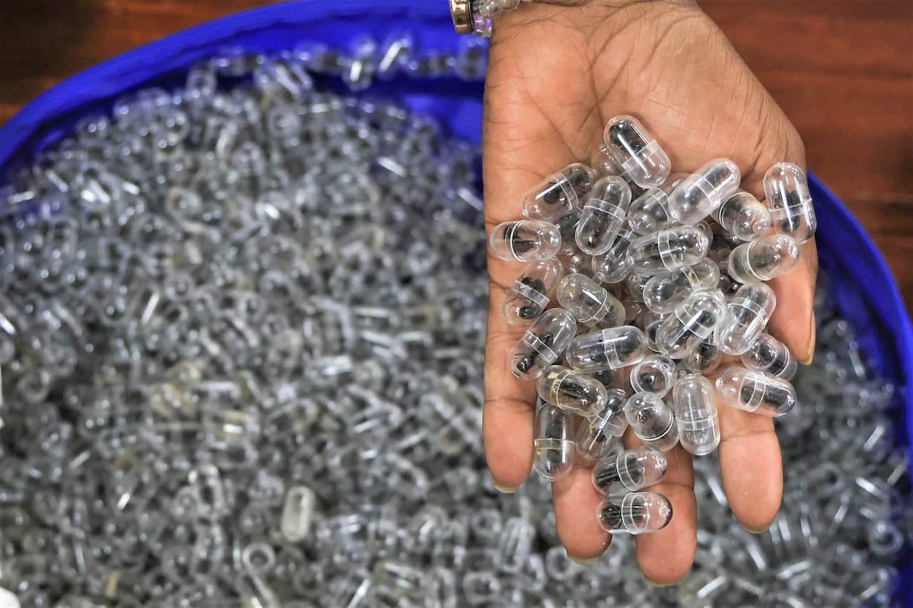 Kenya Ant Trafficking