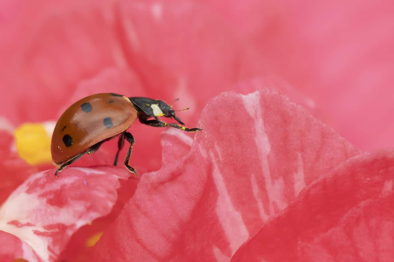 Ladybird wanders across a Camellia flower in Suffolk