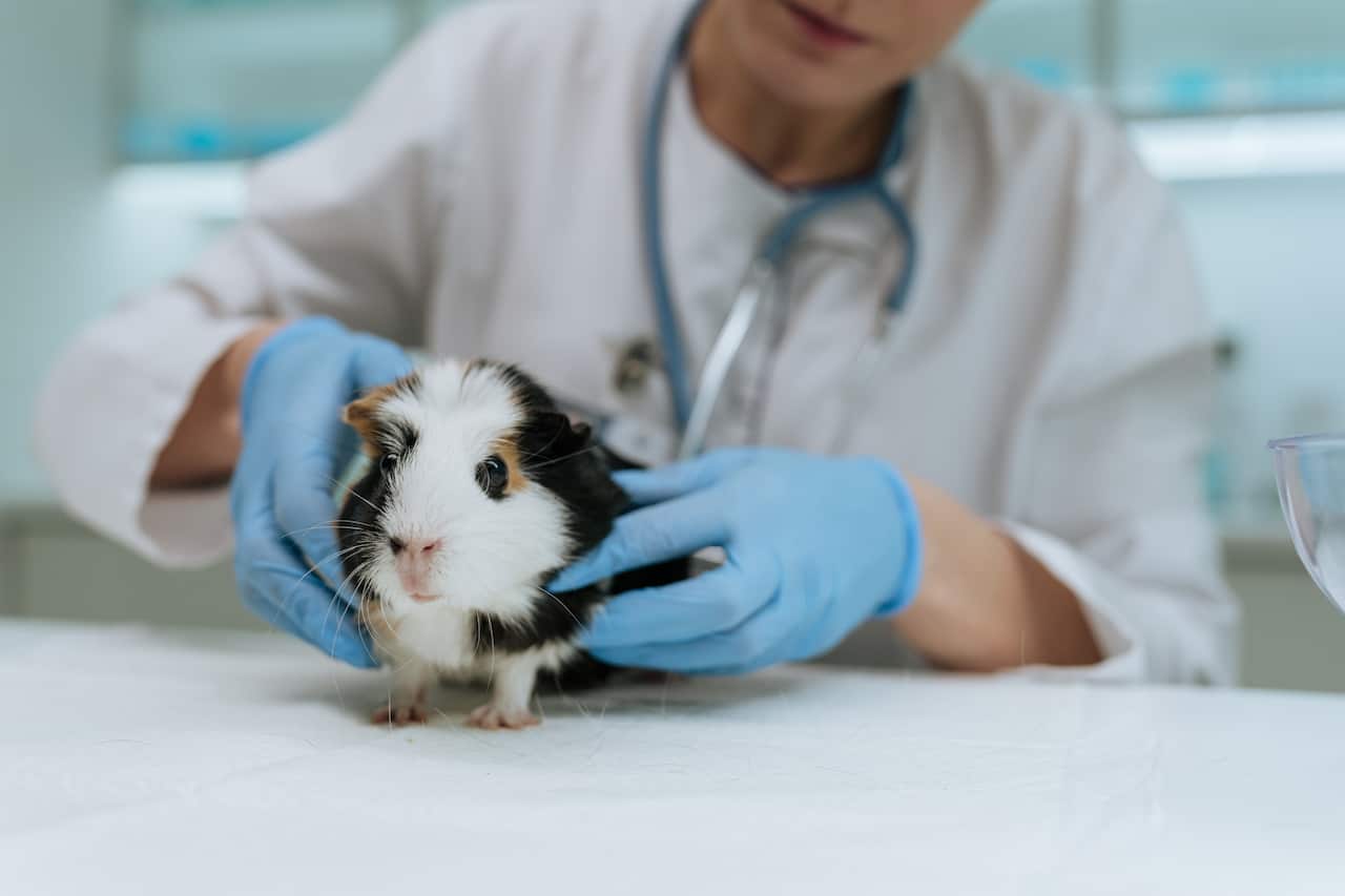 Australia Explained - Veterinarian
