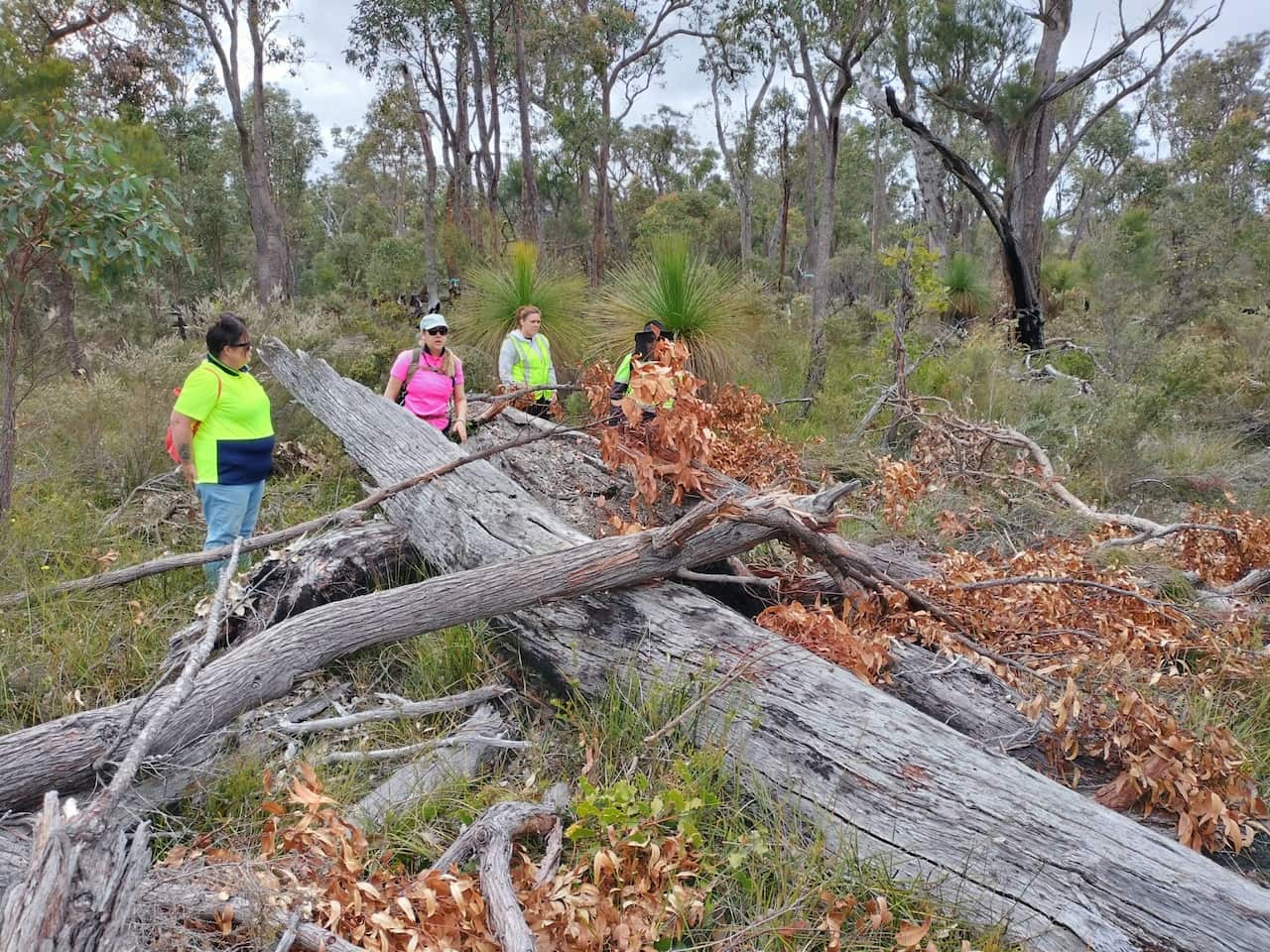 A group of four people wearing hi-vis clothing walk through dead, fallen trees and scrub. 